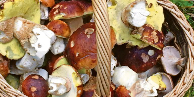 Eine reiche Saison für Steinpilze, auch in den Wäldern am Pfannenstiel. (Bild: Hans-Peter Neukom)