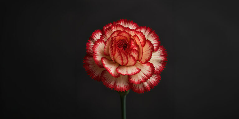 Eine der 27 000 Sorten von Nelken (Bild: Ray Shrewsberry / Pixabay)