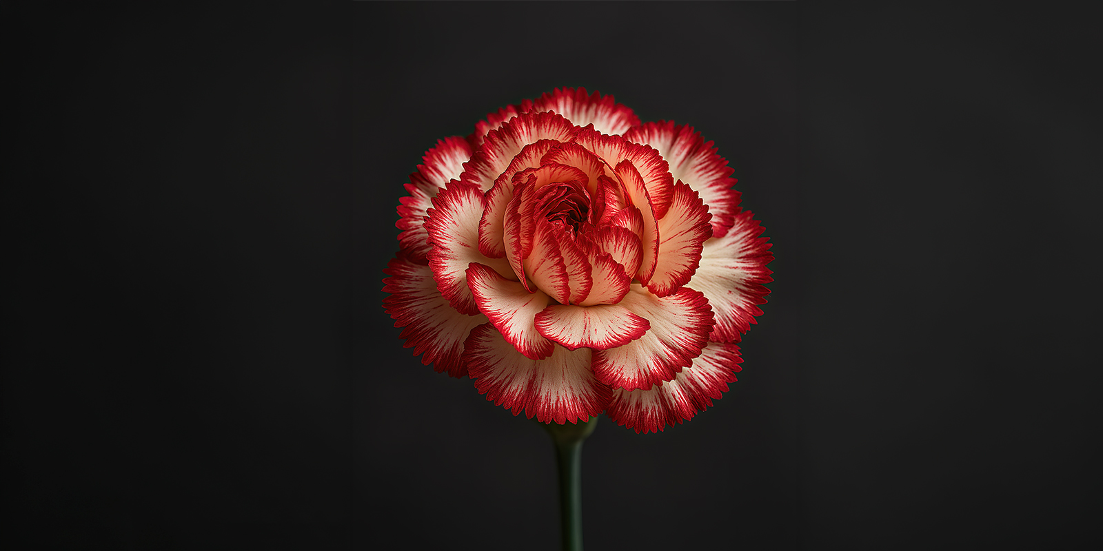 Eine der 27 000 Sorten von Nelken (Bild: Ray Shrewsberry / Pixabay)