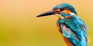 Birdlife Schweiz hat im vergangenen Jahr die Bevölkerung abstimmen lassen, welcher Vogel zum Vogel des Jahres gekürt werden sollte. Über 18 000 Menschen haben abgestimmt und sich für den Eisvogel entschieden.