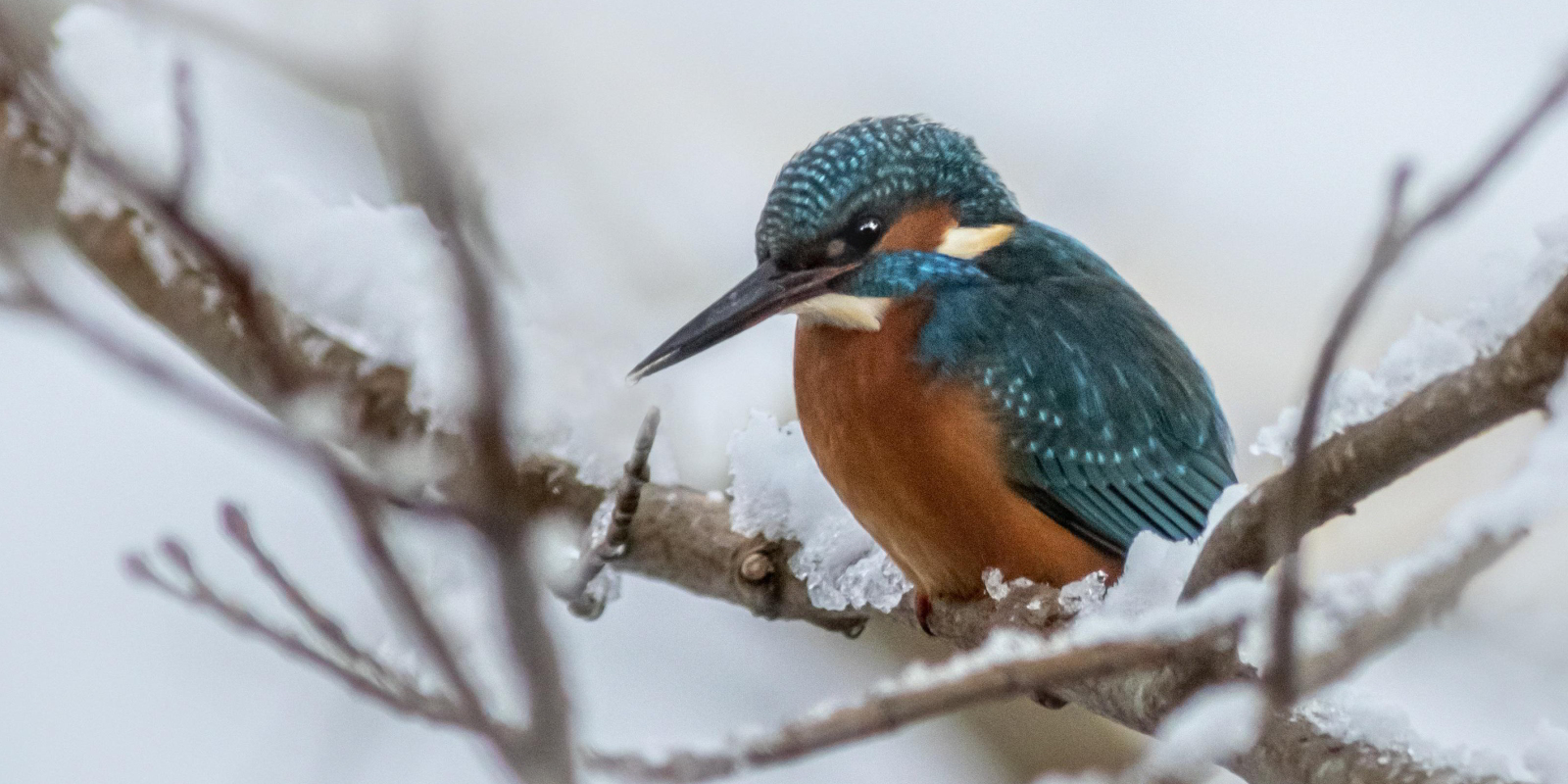 Der Eisvogel trägt seinen Namen wahrscheinlich wegen seiner schimmernden, blauen Farbe. Das althochdeutsche Wort «isarnfogal» kann mit «Eisenvogel» oder «schillernder Vogel» übersetzt werden. (Bild: Pixabay / Erik Karits) 