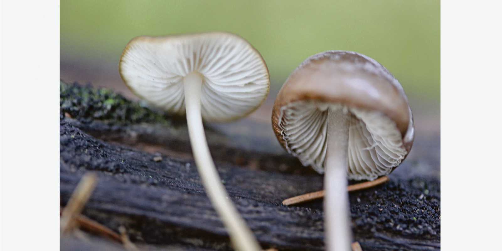 Links der essbare Fichtenzapfenrübling, rechts der ungeniessbare Fichtenzapfenhelmling.