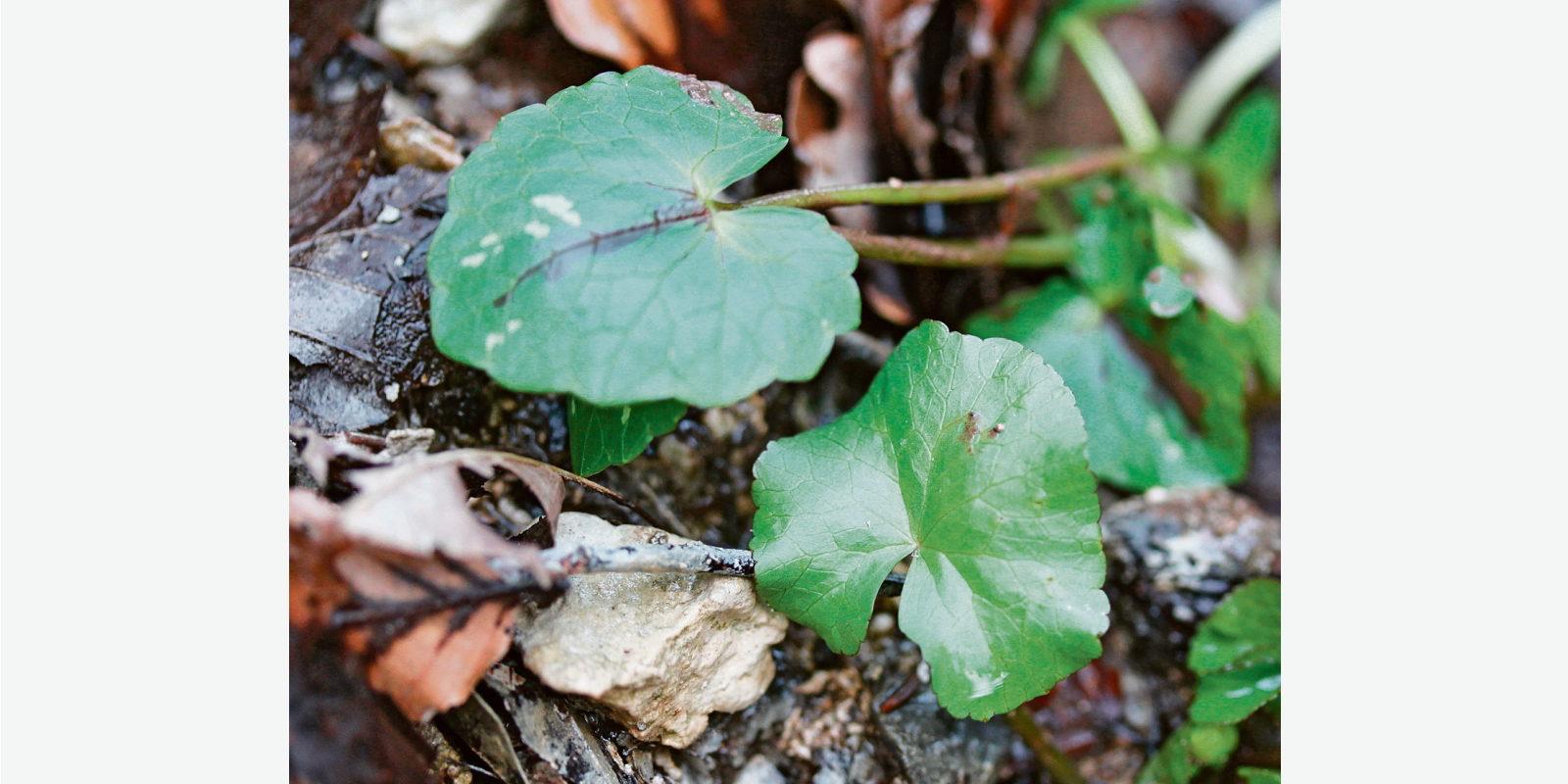 Schwer zu unterscheiden: links oben das essbare Scharbockskraut, rechts unten die giftige Sumpfdotterblume.