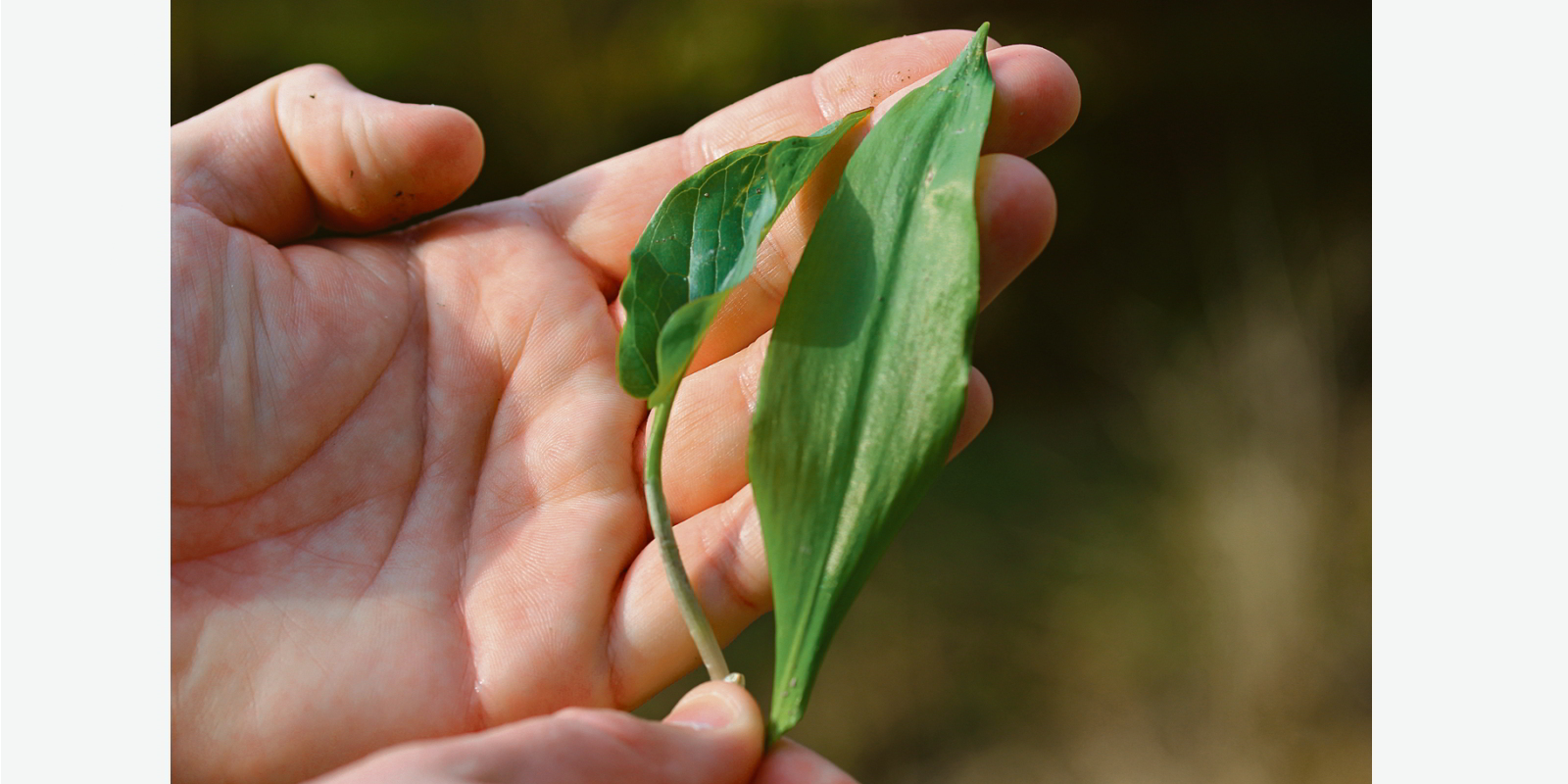 Der Aronstab (links) mit seinen pfeilförmigen Blättern: eine Pflanze, die giftig ist. Der Bärlauch (rechts) mit seinem länglichen Blatt riecht nach Knoblauch. (Bilder: dpl)